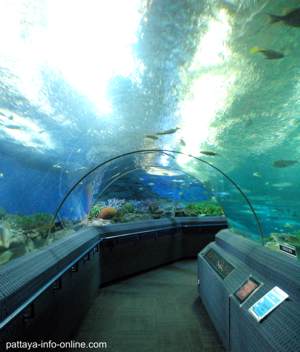 Ausflüge in Pattaya | Pattaya Aquarium